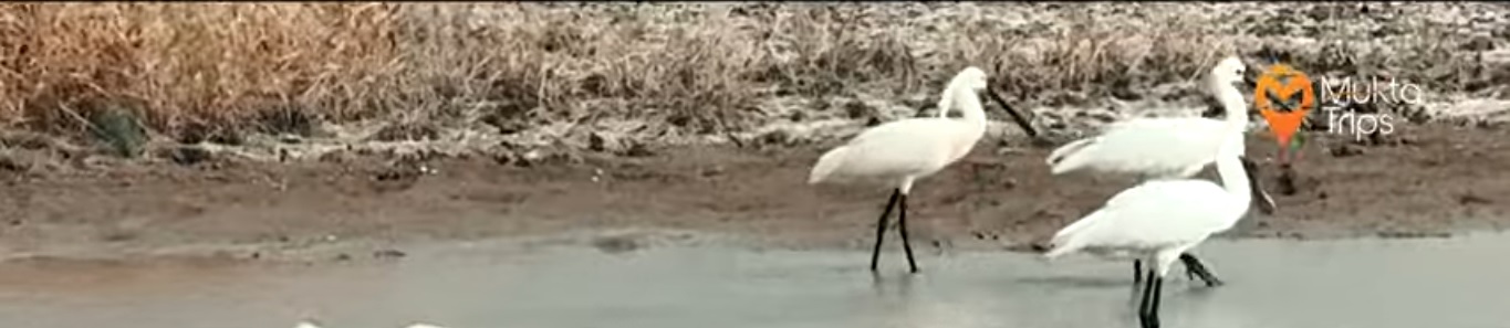 Welcome to MuktaTrips.com