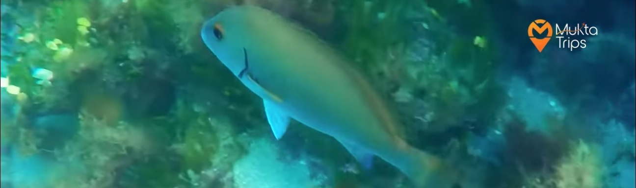 Welcome to MuktaTrips.com